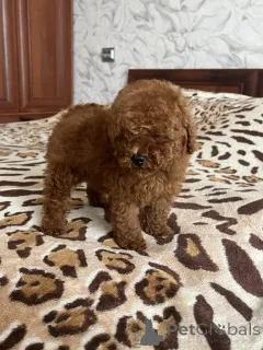 Дополнительные фото: Toy poodle puppies