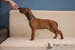 Фото №3. rhodesian ridgeback.  Беларусь