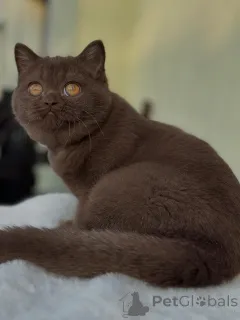 Фото №3. Пушистый котенок британского шорты с классическим круглым лицом. Швейцария