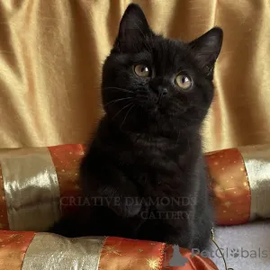 Фото №4. Продам британскую короткошёрстную в Берлине частное объявление, из приюта - цена 51022₽