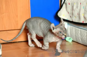 Фото №3. Bambino Sphynx. Польша