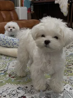 Фото №2 к объявлению №165315 о продаже мальтийскую болонку - купить в Австрии заводчик