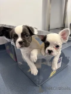 Фото №3. Chiots Bouledogue Français à vendre.  Финляндия