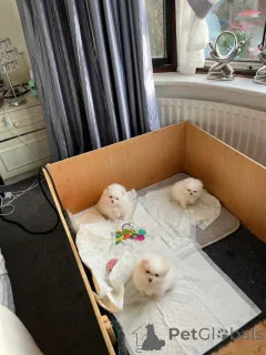 Дополнительные фото: Щенки померанского шпица