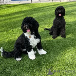 Фото №1. португальская водяная собака - купить в Брюсселе за 64937₽. Объявление №160916