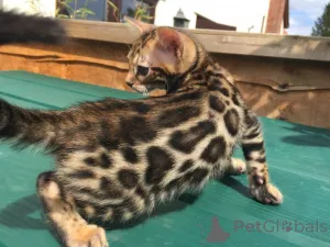 Фото №1. бенгальская - купить в Стюзен за 32468₽. Объявление №158760