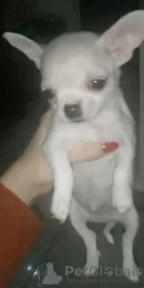 Дополнительные фото: Mini Chihuahuas