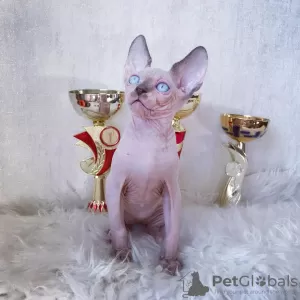 Дополнительные фото: SE Venden Gatos sphynx sanos