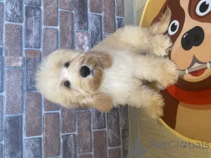 Фото №2 к объявлению №159710 о продаже английского кокер-спаниеля, пуделя (карликового) - купить в России частное объявление