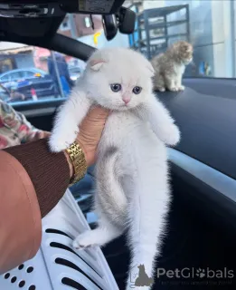 Фото №2 к объявлению №167097 о продаже шотландская вислоухая (скоттиш фолд) - купить в Германии заводчик