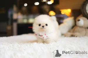 Фото №3. Дом декана Джанет Кей.  США