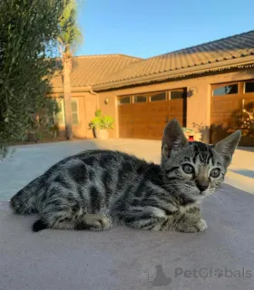 Фото №2 к объявлению №152553 о продаже бенгальская - купить в Германии частное объявление