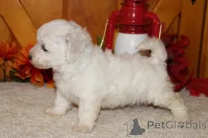 Фото №4. Продажа бишон фризе в Роскильда частное объявление, заводчик - цена 60299₽