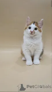 Дополнительные фото: Котята Курильского бобтейла