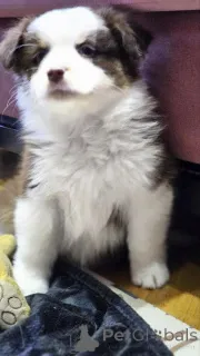 Дополнительные фото: Австралийская овчарка