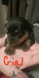 Дополнительные фото: Rottweiler Puppies на продажу