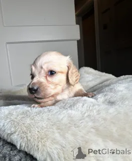 Дополнительные фото: Прозрачные кремовые миниатюрные таксы