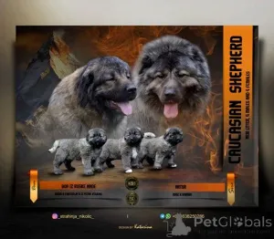 Дополнительные фото: Щенки кавказской немецкой овчарки