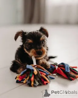 Фото №1. йоркширский терьер - купить в Берлине за 51022₽. Объявление №165400