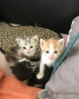 Фото №1. мейн-кун - купить в Грёмитц за 32468₽. Объявление №148352