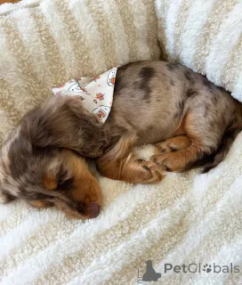 Дополнительные фото: Симпатичные очаровательные щенки таксы на продажу, свяжитесь с WhatsApp Business