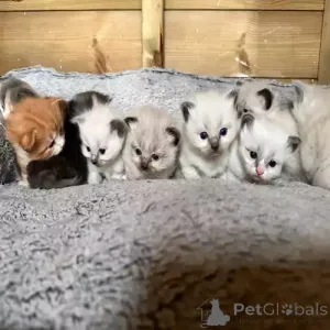 Фото №1. рэгдолл - купить в Дуслинген за 34150₽. Объявление №167251