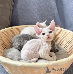 Фото №1. девон рекс - купить в Франкфурт за договорная. Объявление №162876