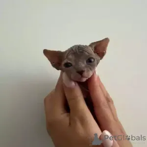 Фото №2 к объявлению №167259 о продаже донской сфинкс - купить в Германии частное объявление