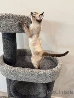 Фото №2 к объявлению №152538 о продаже бенгальская - купить в Германии частное объявление