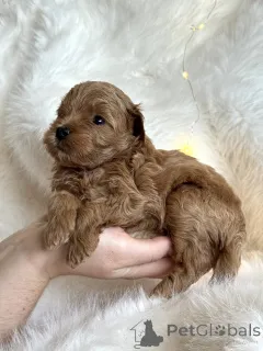 Фото №1. мальтипу - купить в Сочи за 60000₽. Объявление №161955