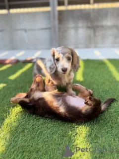 Фото №2 к объявлению №164019 о продаже таксу - купить в Финляндии частное объявление, из приюта