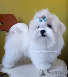 Фото №4. Продажа мальтийскую болонку в Киеве из питомника - цена 71894₽