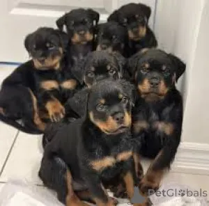 Дополнительные фото: Rottweiler Puppies