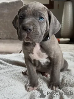 Фото №1. кане-корсо - купить в Noordwijk за договорная. Объявление №161247