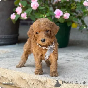 Фото №4. Продажа пуделя (королевского) в Индиана частное объявление - цена 295695₽