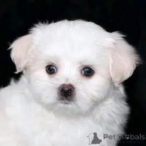 Фото №2 к объявлению №139078 о продаже беспородную - купить в Германии заводчик