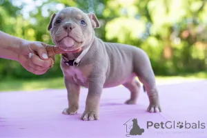 Фото №2 к объявлению №144517 о продаже беспородную - купить в Эстонии 