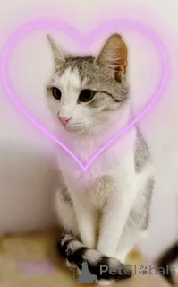 Дополнительные фото: Пушинка кошка, сотканная из лунного света и серебра.