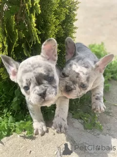 Дополнительные фото: Hello, french bulldog puppies for sale.