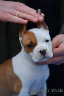 Фото №2 к объявлению №164475 о продаже американского стаффордширского терьера - купить в Сербии 