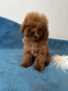 Дополнительные фото: Toy poodle's girl