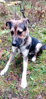 Дополнительные фото: Молодой пес Форест ищет семью.