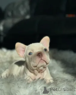 Фото №2 к объявлению №150635 о продаже французского бульдога - купить в Германии из приюта, заводчик