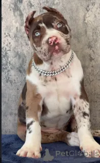 Фото №2 к объявлению №155092 о продаже кане-корсо - купить в Люксембурге заводчик