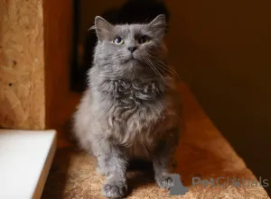 Дополнительные фото: Кот Зефир ищет дом!