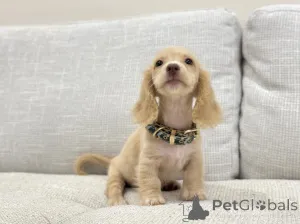 Фото №4. Продажа таксу в Колоне заводчик - цена договорная