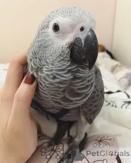 Фото №1. австралийская пастушья собака, австралийская овчарка, австралийский терьер, брохольмер, парсон-рассел-терьер - купить в Албама за договорная. Объявление №145245