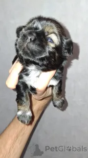 Дополнительные фото: Чистокровные щенки Ши-Тцу