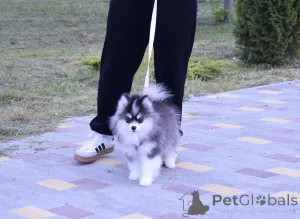 Дополнительные фото: Щенки Помски микро