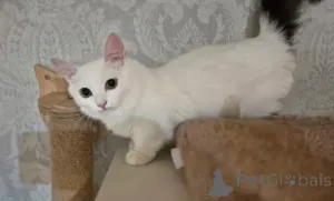 Фото №3. Котята Манчкин. Германия